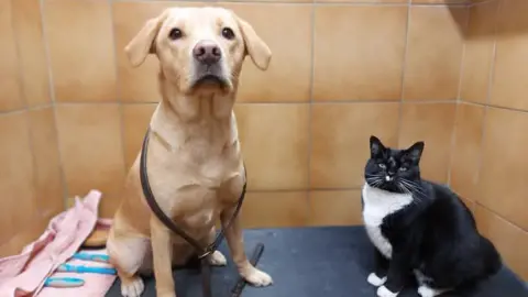 A labrador and a black-and-white cat waiting calmly side by side