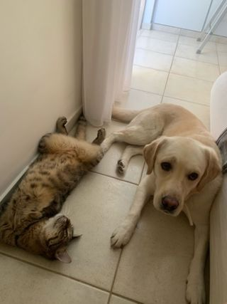 A labrador and a tabby cat resting together on a tiled floor at home